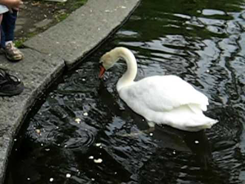 Male Swan at Boston Commons