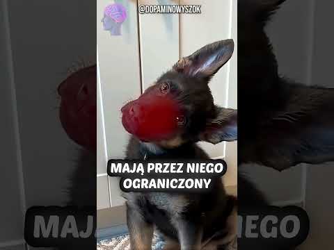 O czym myśli twój pies, gdy przechyla głowę? 🐶 #zwierzaki
