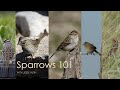 Sparrows 101 Presentation
