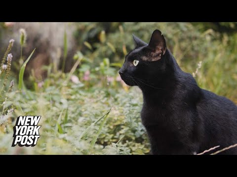 Cats classified as ‘invasive alien species’ by scientific institute | New York Post