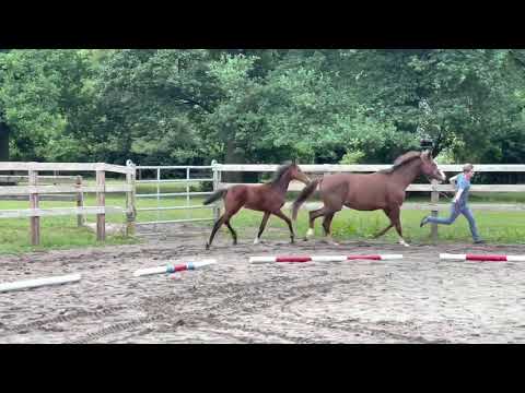 Stutfohlen von Taurus geb. 02/2021