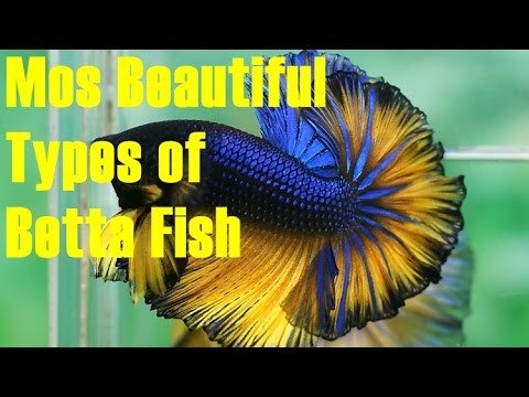 Most Beautiful Betta Fish for Aquarium Tank