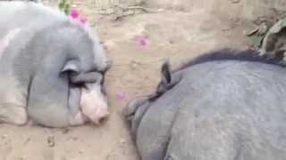 preview picture of video 'Волчанск  Продам толстых злых вьетнамских свиней  Волчанские объявления'