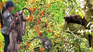 Download lagu BERBURU MUSANG TERBAIK 10 KALI TEMBAK MUSANG HITAM POIN 7 EKOR MUSANG JUMBO gejeluk od 19 nomor 1 mp3 Download lagu BERBURU MUSANG TERBAIK 10 KALI TEMBAK MUSANG HITAM POIN 7 EKOR MUSANG JUMBO gejeluk od 19 nomor 1 mp3