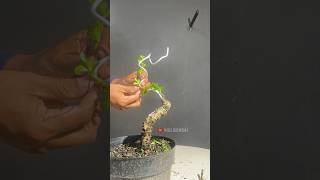Download lagu Creating a Bonsai Tree Concept mp3