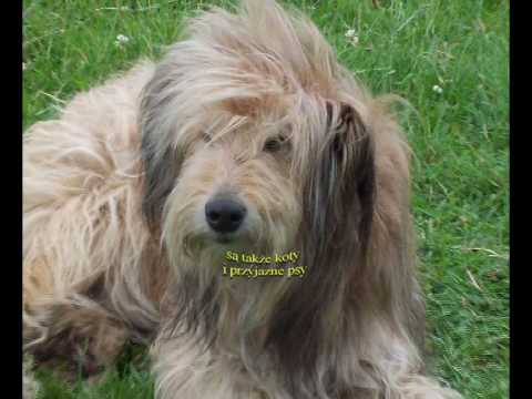 Gospodarstwo agroturystyczne "OWCZARENKA"