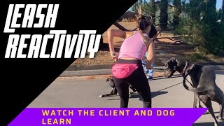 Watch as I coach a client through her 100lb dog