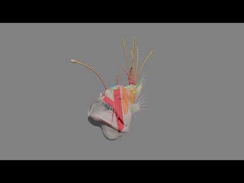 Journey of the Waterbear - Anglerfish animation test and rig.