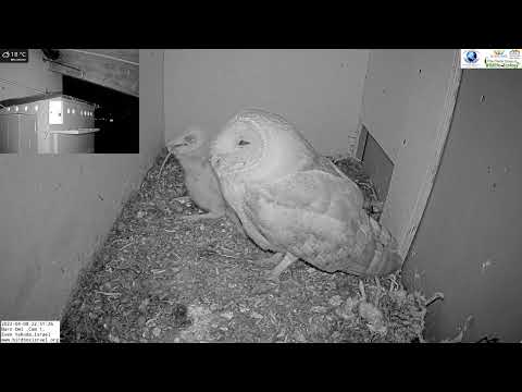 Barn owl nestling swallows mouse whole in the LIVE Barn Owl Israel 4K Cam 1