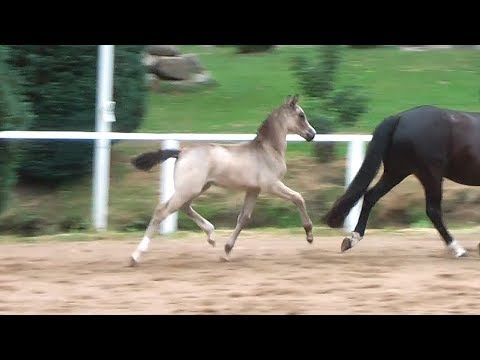 40 – Danina SP, SF von Newlands Day by Day - Kennedy WE, *25.04.2018