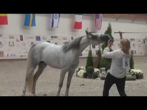 Sobota odpoledne - Video záznam Prague Intercup 2016