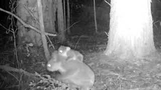 New Joeys in our Conservation Programme