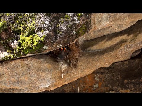 Dipper Birds in Rocky Mountain National Park