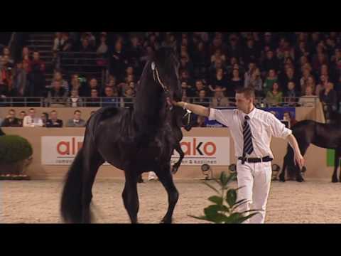 KFPS Hengstenkeuring 2016 Rubriek 01 – Presentatie CO deel 1