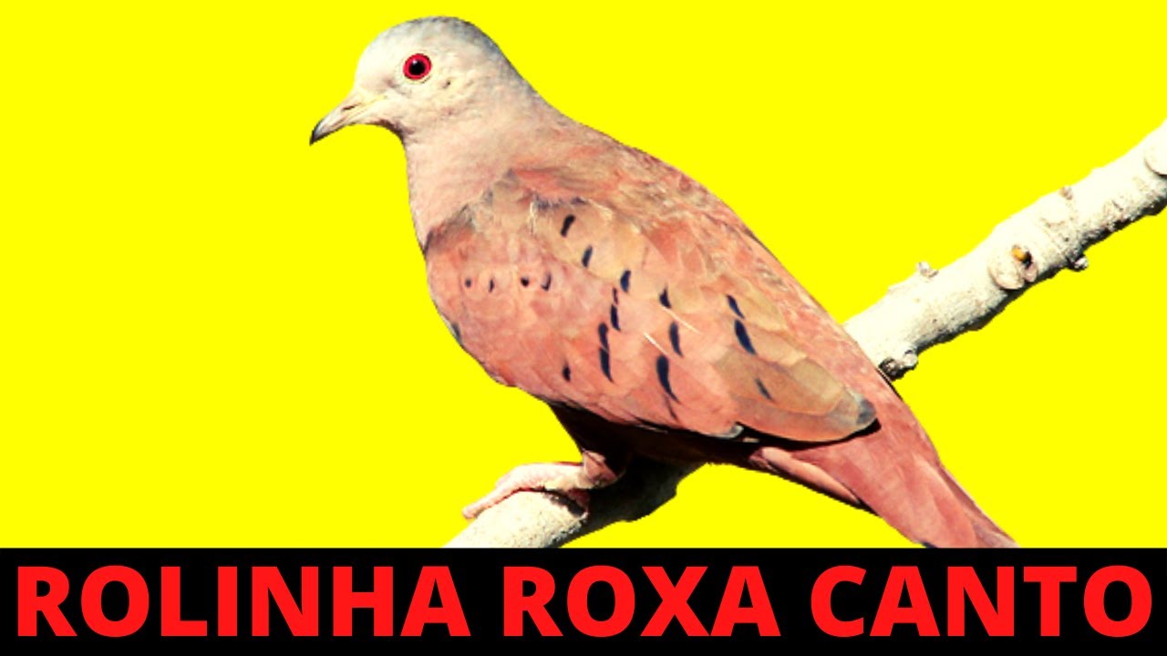 1 HORA DE CANTO DA ROLINHA ROXA NA NATUREZA