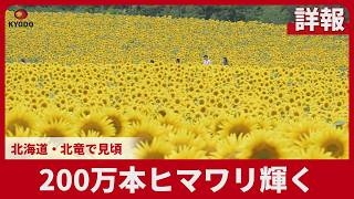 【詳報】200万本ヒマワリ輝く 北海道・北竜で見頃