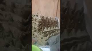 Download lagu Seorang  Waria mati gantung diri karna cemburu  suami nya selingkuh mp3