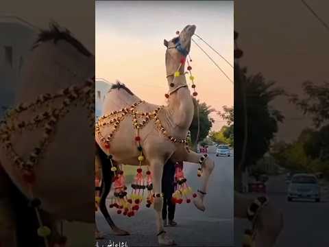 camel  dance in Pakistan 🐪 #camel #2024 #dance #love #animals #shorts
