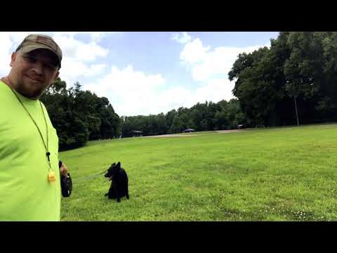 Retractable leashes- are they really that bad?