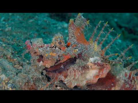 16 Odd-Shaped Bottom Dwellers B - scuba diving video
