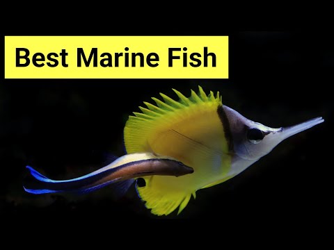 Top 6 Saltwater Aquarium Fish