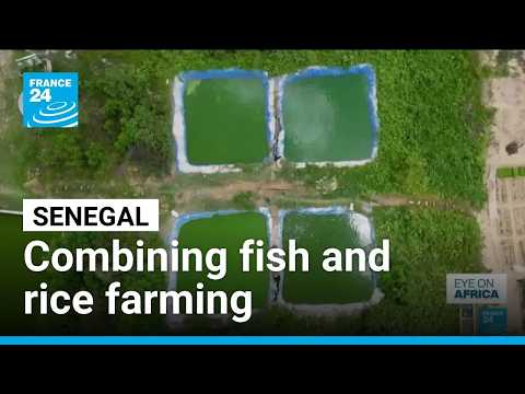 Senegal farmers turn to fish and rice farming