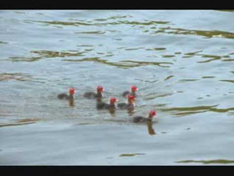 Jazzpolitie - De Witte Heuvel