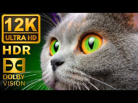 Brightest Colors 12K HDR 240 FPS Dolby Vision