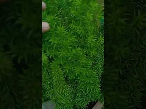 , title : 'How to care asparagus denciflorus #asparagusfern#foxtailfern'