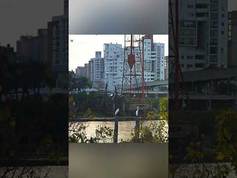 Cuando las garzas podían venir al Puerto de Santa Fe a comer.