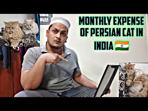 Monthly expense of Persian cat in India || Persian billi ka mahine ka kitna kharcha ata he