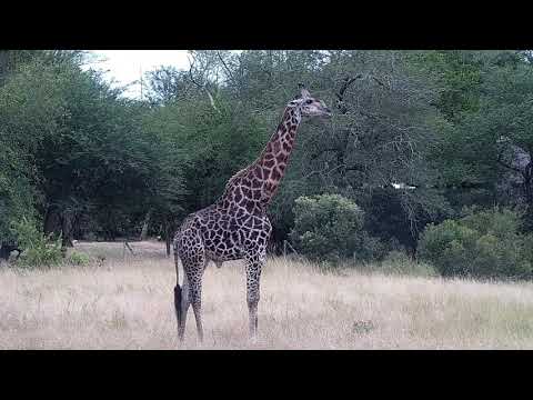 Djuma: Giraffe - 08:28 - 03/04/2022