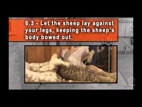 AWI Novice - Shearing Positions - The Last Side - Position and Control
