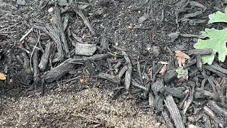 Handling Termites & Carpenter Ants by the Tree in Woodbridge, NJ