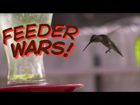 Feeder Wars: Why Hummingbirds Fight & How to Keep the Peace