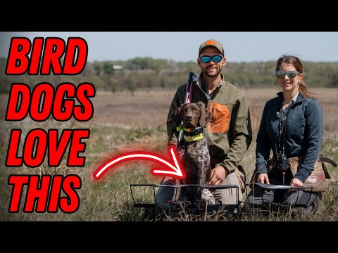 How To Prepare Your Dog For Its First Hunting Season