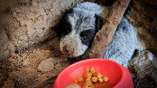 She Hadn't Eaten in Days