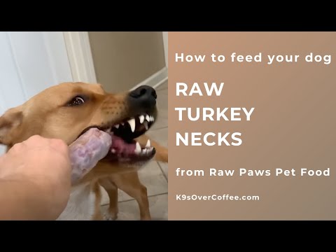 No More Gulping Turkey Necks Whole - THIS Helps!