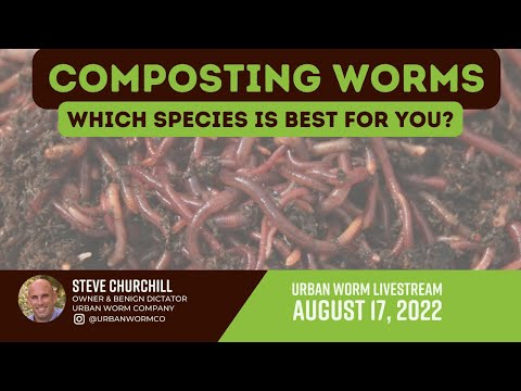 Which Composting Worm Should You Choose? Urban Worm Livestream August 17, 2022