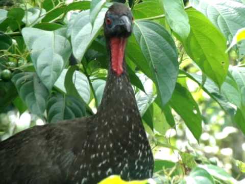 Penelope purpurascens