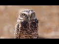 Burung Hantu Yang Sangat Cantik Video HD 4K