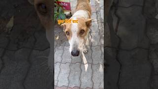 बूढ़ा लैपू से मुलाक़ात कई दिनों बाद 🐕 | #dogfeeding #streetdog #dogshorts #bunnukatakku