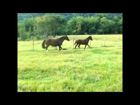 VIRAGRO CAMPANA - CABANHA DOM TATO.