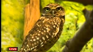 preview picture of video 'GD6WED New owl at NEW Zoo in Suamico'