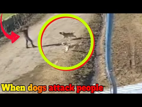 Dogs Attacking People  Compilation!!!