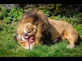 ➣NEU  ❠ LÖWEN-JAGD in der afrikanischen Savanne 2017 HD