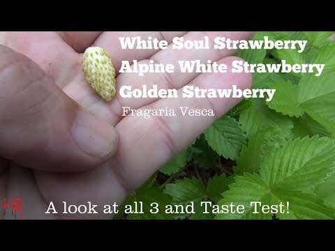 , title : '⟹ White Soul, Alpine and golden wonder Strawberries | Fragaria vesca | Strawberry Review!'