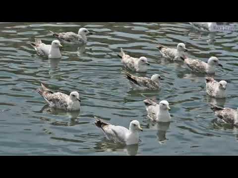 Seagull bunch of birds swimming on water