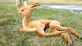 8 Animal Hybrids You Never Knew Existed