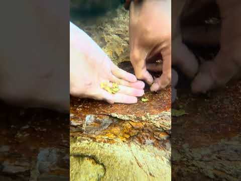 Finding gold deposits under the rich water bottom 💰✅ #gold #treasure #shorts
